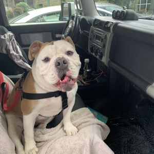photo of a white and brown bulldog sitting in the front seat of a car